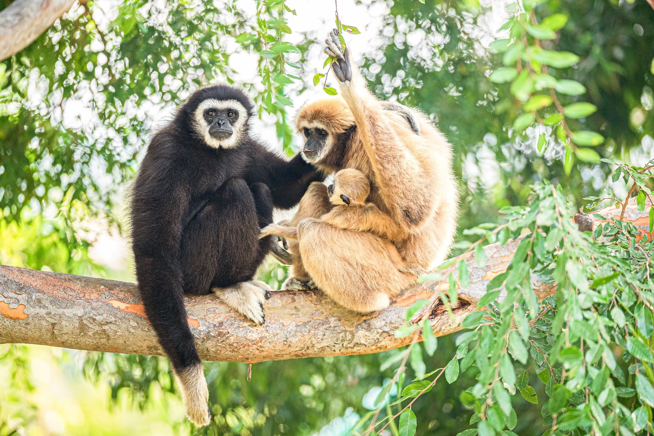 Gibbon family photo